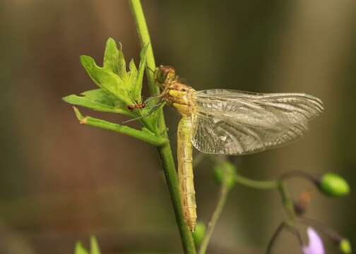 Image of Sympetrum Newman 1833