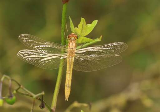 Image of Sympetrum Newman 1833