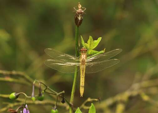 Image of Sympetrum Newman 1833