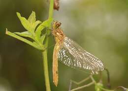 Image of Sympetrum Newman 1833