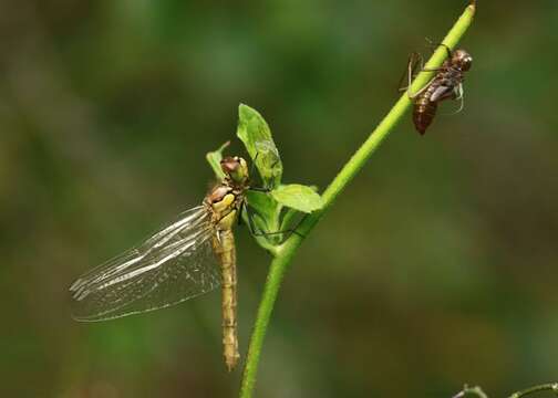 Image of Sympetrum Newman 1833