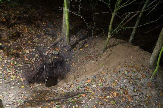 Image of European Badgers