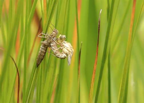 Aeshnidae resmi