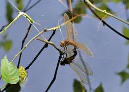 Image of Brown Hawker