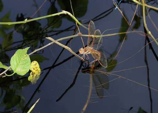 Image of Brown Hawker