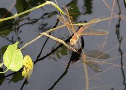 Image of Brown Hawker