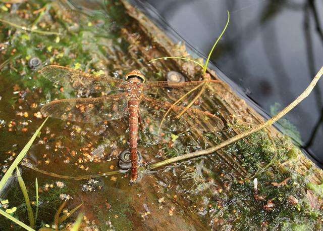 Image of Brown Hawker