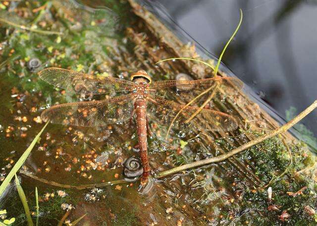 Image of Brown Hawker