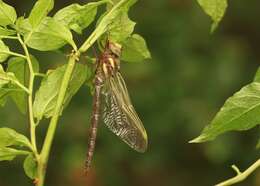 Image of Brown Hawker