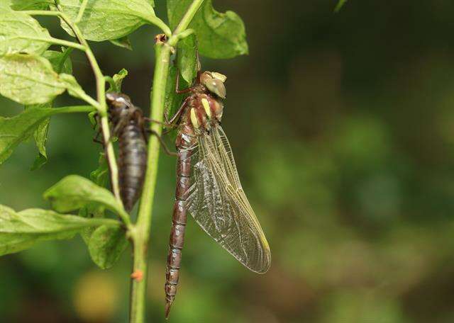 Image of Brown Hawker