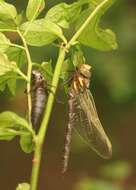 Image of Brown Hawker