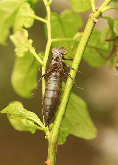 Image of Brown Hawker