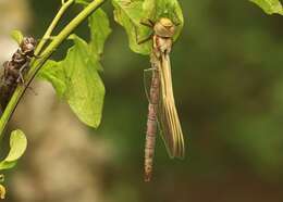 Image of Brown Hawker