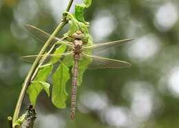 Image of Brown Hawker