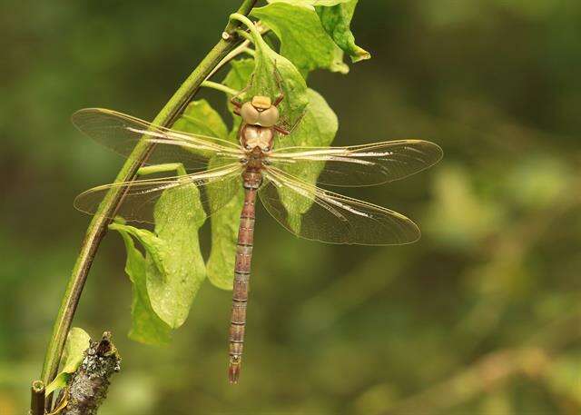 Image of Brown Hawker