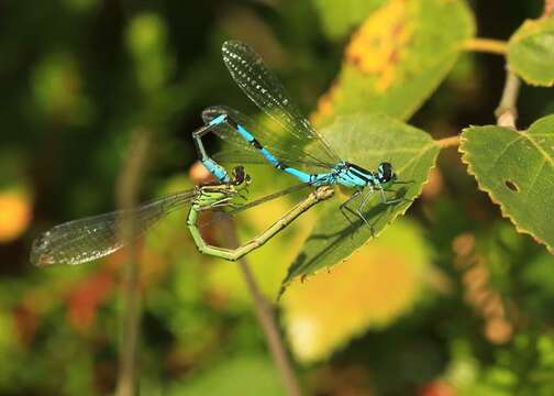 Image of Spearhead Bluet