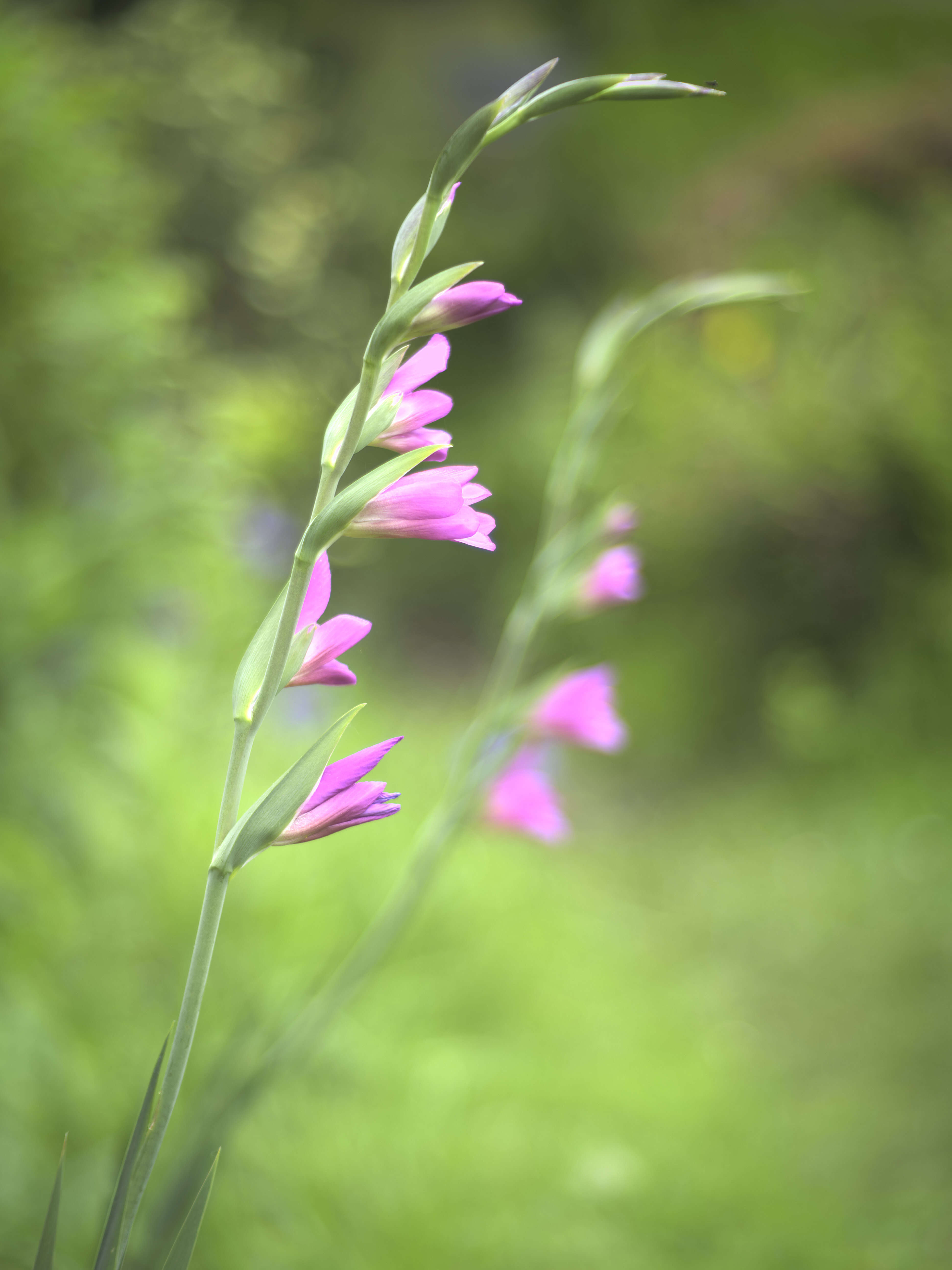 Image of Gladiolus illyricus W. D. J. Koch