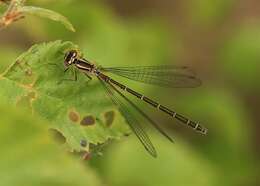 Image de Agrion à Fer de Lance