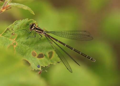 Coenagrion hastulatum (Charpentier 1825) resmi