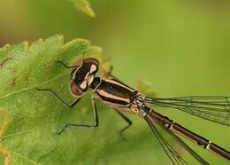 Image de Agrion à Fer de Lance