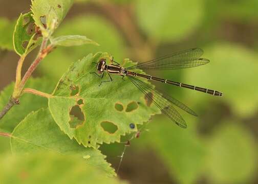 Image of Spearhead Bluet