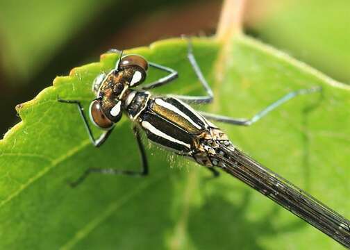 Image of Spearhead Bluet