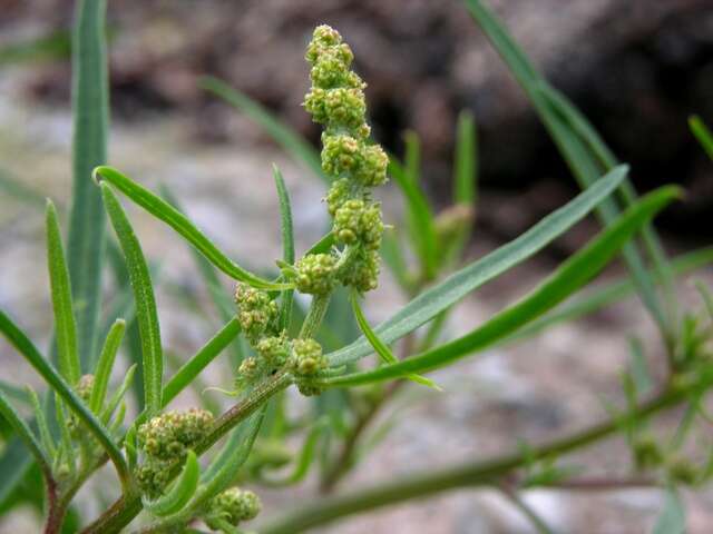 Image of Grass-leaved orache