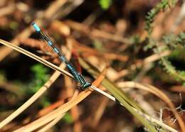 Image of Spearhead Bluet