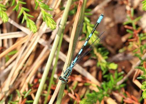 Image of Spearhead Bluet