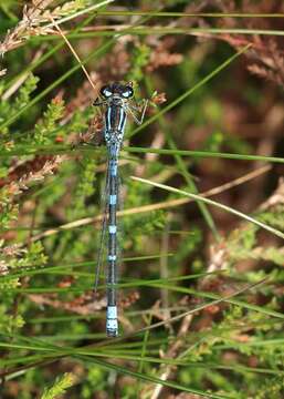 Plancia ëd Coenagrion lunulatum (Charpentier 1840)