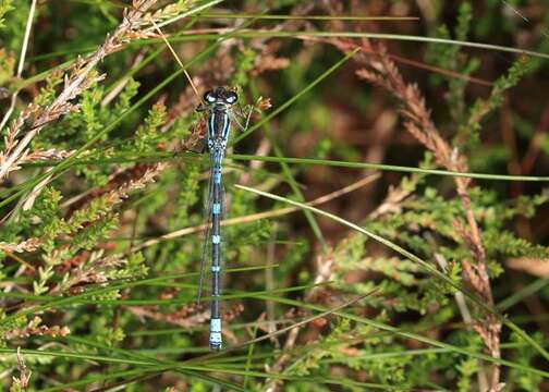 Image of Crescent Bluet