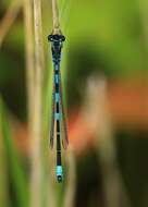 Image of Variable Bluet