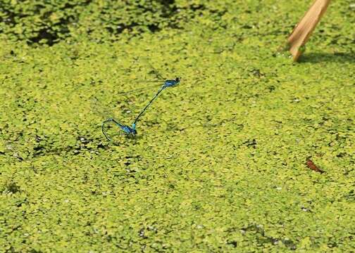 Image of Variable Bluet