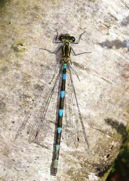 Image of Variable Bluet