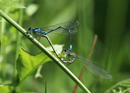 Image of Variable Bluet