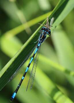 Image of Variable Bluet