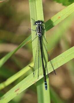 Image of Variable Bluet