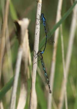 Image of Variable Bluet