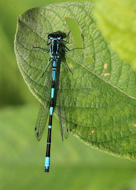 Image of Variable Bluet