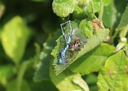 Image of Variable Bluet