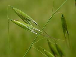 Image of oat