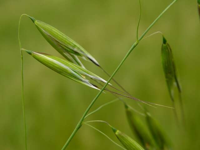 Image of oat