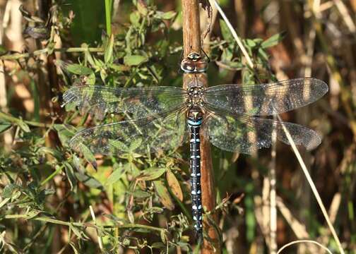 Image of Aeshnidae