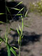 Image of oat