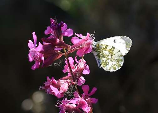 Image of Orangetips