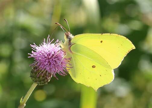 Image of Brimstones