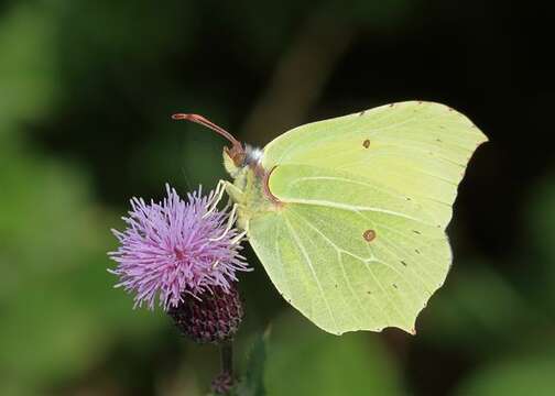 Image of Brimstones