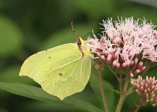 Imagem de Gonepteryx