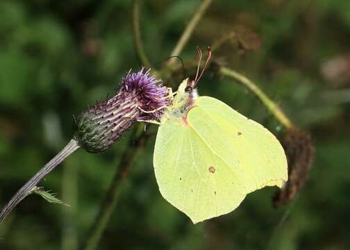 Imagem de Gonepteryx