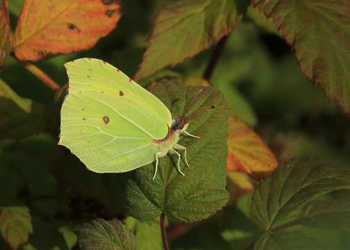 Imagem de Gonepteryx